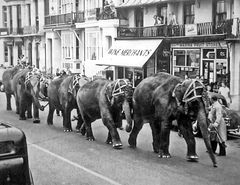 Elephants-from-Billy-Smarts-Circus-walking-along-West-Marina.-1950s